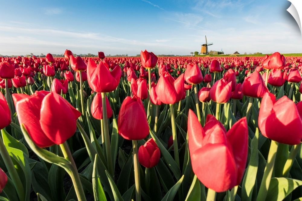 Field Of Red Tulips And Windmill On The Background. Koggenland, North Holland Province, Netherlands.