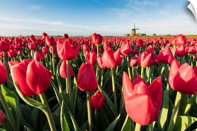 Field Of Red Tulips And Windmill On The Background,  Koggenland, Netherlands