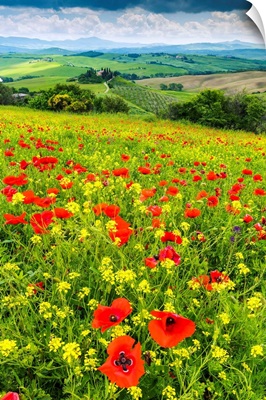 Field Of Wildflowers Above Belvedere, Val D' Orcia, Tuscany, Italy