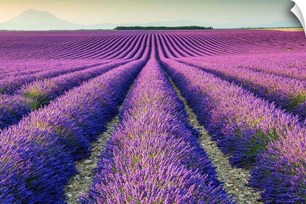 Fields Of Lavender, Provence, France