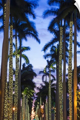 Florida, Palm Beach, palms on Royal Palm Way