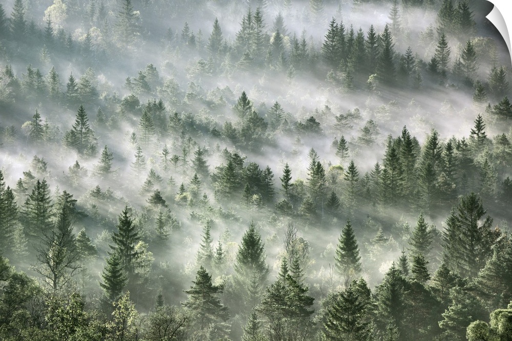 Fog impression in spruce forest. Germany, Bavaria, Upper Bavaria, Bad Tolz-Wolfratshausen, Icking, Schlederloh. Pupplinger...