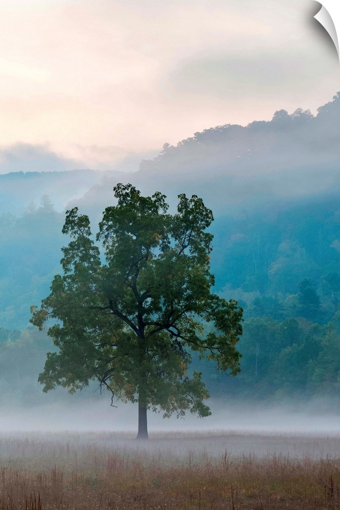 United States, North Carolina, Haywood County, Waynesville. Foggy morning in Cataloochee Valley, Great Smoky Mountains Nat...