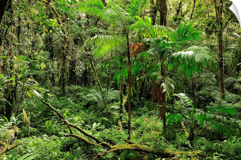 Forest at Parque Nacional de Amistad near Boquete, Panama, Central America.