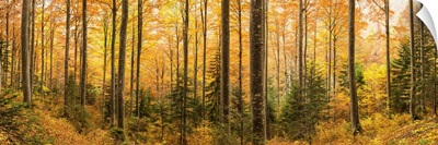 Forest In Autumn, Triglav National Park, Slovenia