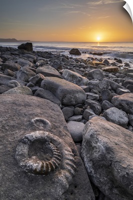 Fossilized Ammonite On The Ammonite Pavement At Sunrise, Lyme Regis, Dorset, England