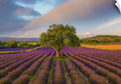 France, Haute Provence, Provence, Sault Plateau, Rows Of Lavender And Single Tree