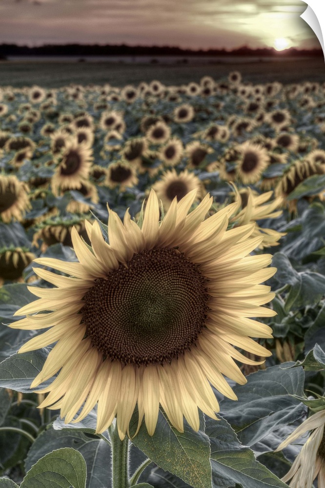 France, Centre Region, Indre-et-Loire, Sainte Maure de Touraine, Sunflowers in Sunflower Field
