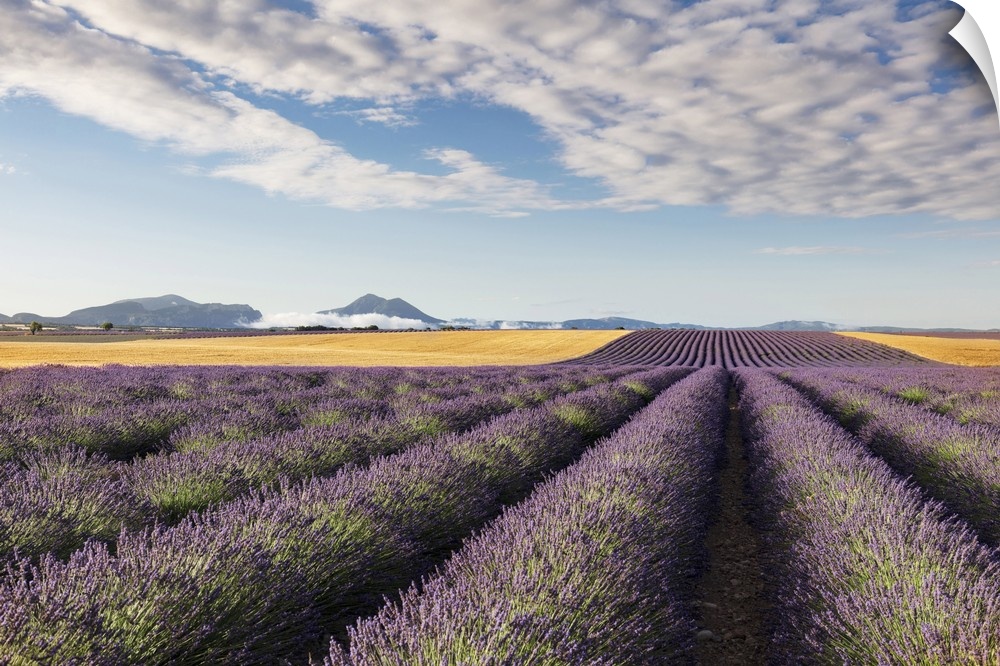France, Provence Alps Cote d'Azur, Haute Provence, Valensole plateau, rows of lavender and a field of wheat
