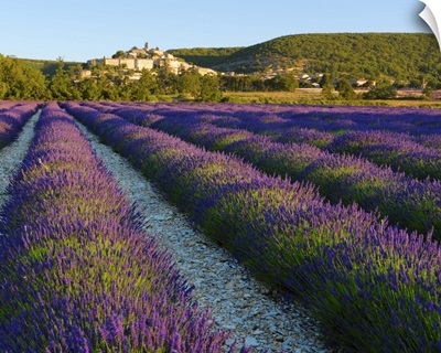 France, Provence, Banon, lavender to foreground