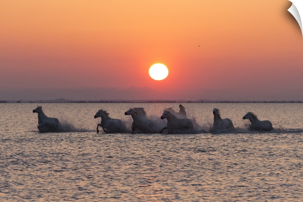 France, Provence, Camargue, A herd of white horses gallop through a lake in the Camargue at sunrise.