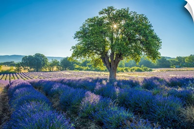 France, Provence, Lavender Field And Tree
