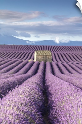 France, Provence, old stone barn surrounded by rows of lavender on Valensole plateau