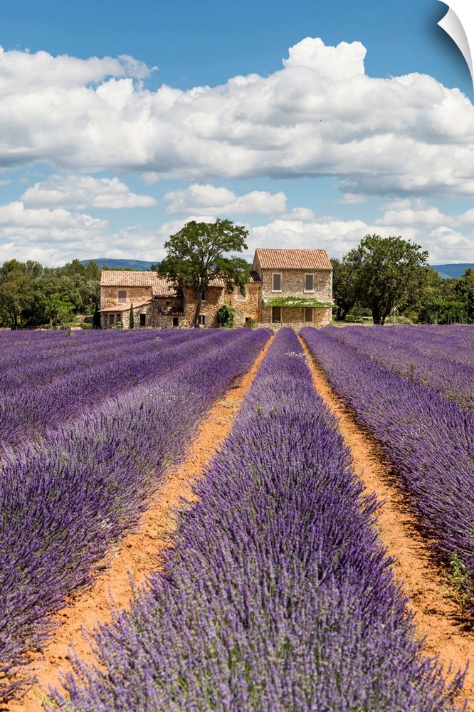 France, Provence Alps Cote d'Azur, Haute Provence, old stone house & rows of lavender near Roussillon