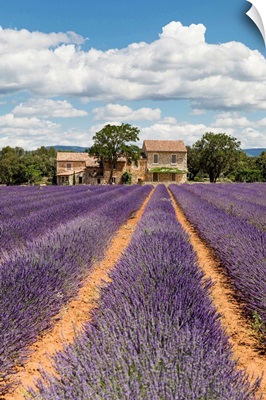 France, Provence, old stone house & rows of lavender near Roussillon