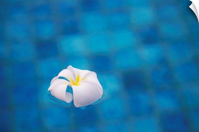 Frangipani flower in pool, Ubud, Bali, Indonesia