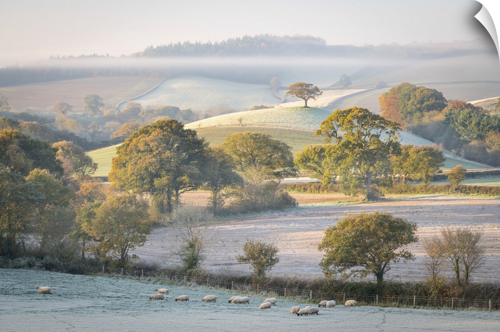 Frost covered countryside at dawn, mid Devon, England. Autumn (November) 2020.