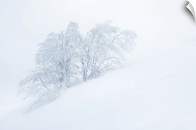 Frozen Trees In The Middle Of A Blizzard. Tuscany Appenines, Italy