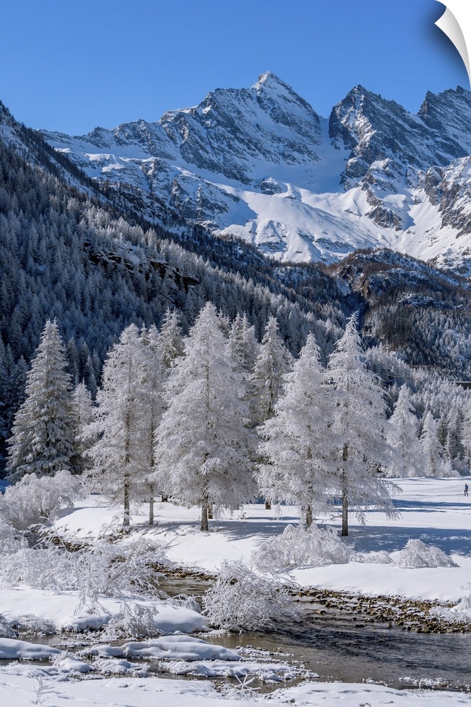 Frozen trees with river on Ceresole Reale, Levanne on background, Orco Valley, Piedmont, Italy, Europe. Piedmont, Western ...