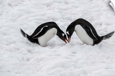 Gentoo Penguins Performing Mating Ritual, Paradise Harbour, Antarctica