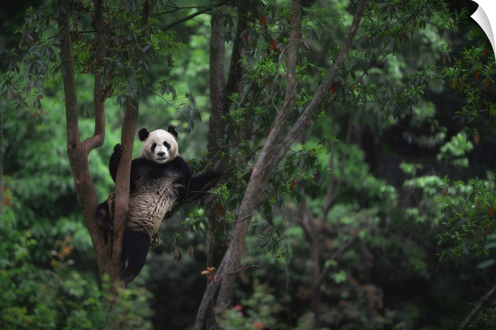 giant panda (Ailuropoda melanoleuca) climbing a tree in a panda base, Chengdu region, Sichuan, China
