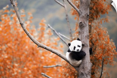 Giant Panda Cub (Ailuropoda Melanoleuca) In A Panda Base, Chengdu Region, Sichuan, China