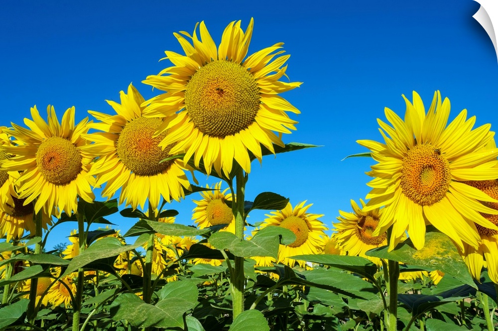 Giant yellow sunflowers in full bloom, Oraison, Alpes-de-Haute-Provence, Provence-Alpes-Cote d'Azur, France.