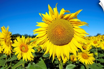 Giant Yellow Sunflowers In Full Bloom, Oraison, Alpes-De-Haute-Provence, France