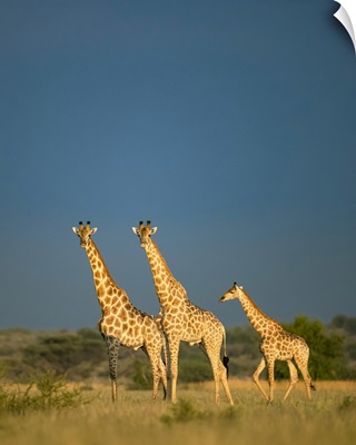 Giraffe Herd, Kalahari Desert, Botswana