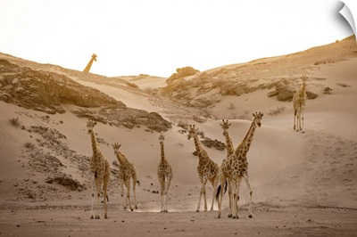 Giraffe Herd, Skeleton Coast National Park, Namibia