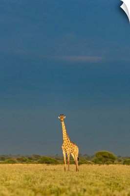 Giraffe, Kalahari Desert, Botswana