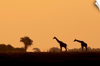 Giraffe Silhouettes, Chobe River, Chobe National Park, Botswana