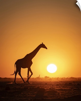 Giraffe Sunset Silhouette, Nxai Pan National Park, Botswana