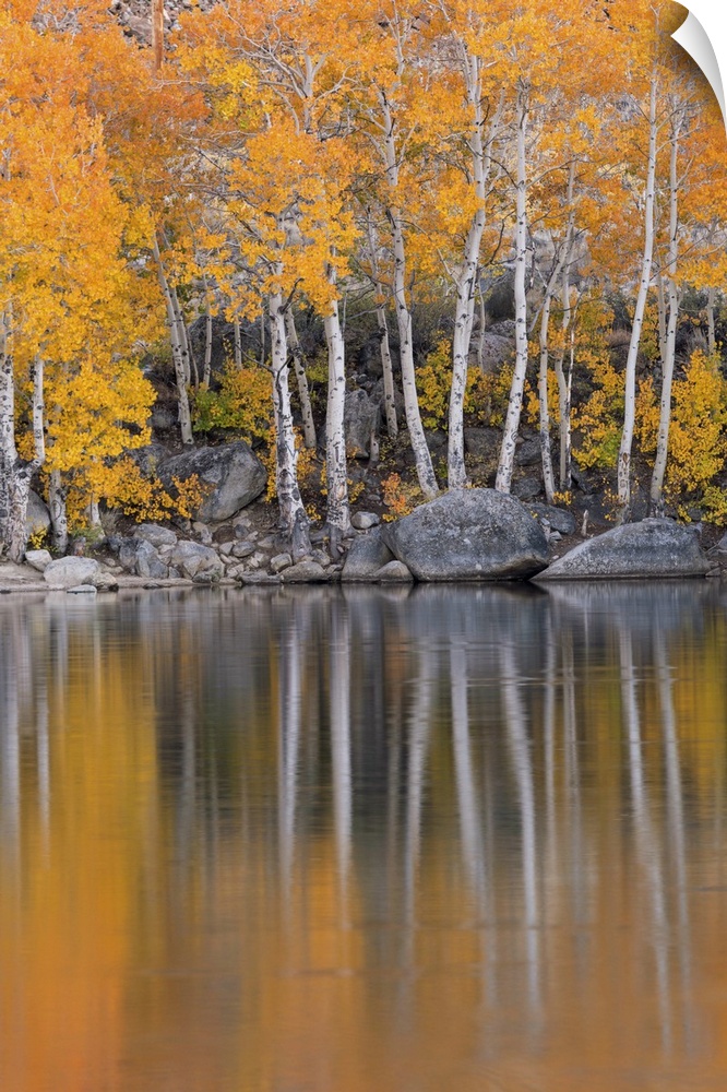 Golden coloured fall foliage and reflections on the shores of Intake 2 lake in the Eastern Sierras, Nr Bishop, California,...