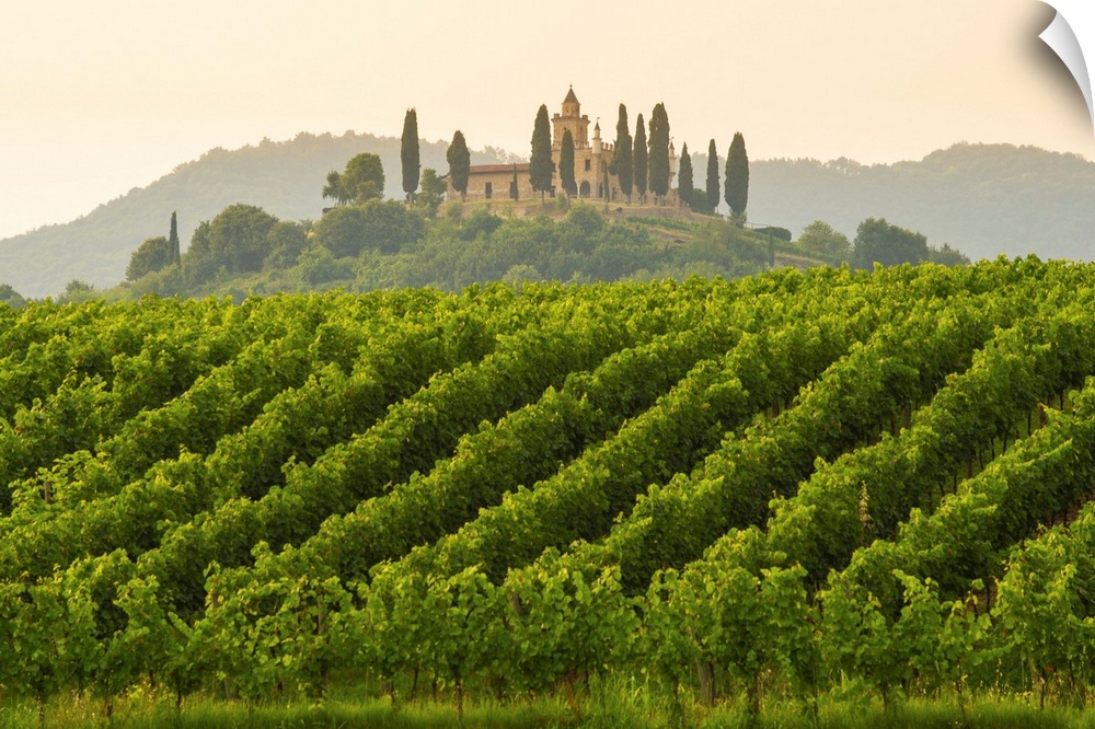 Gussago, Franciacorta, Lombardy, Italy. Vineyards.