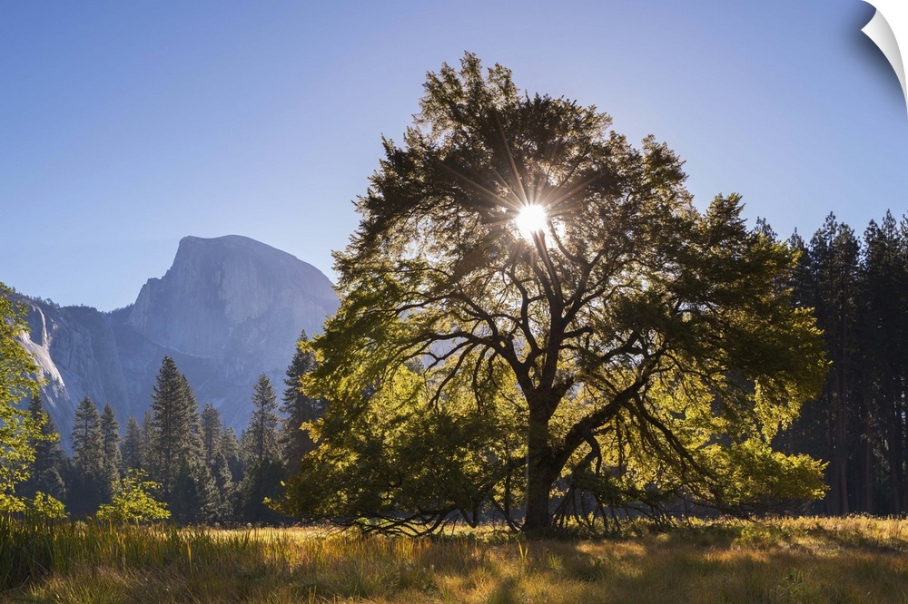 Half Dome and Elm tree in Cooks Meadow, Yosemite Valley, California, USA. Autumn (October)