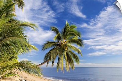 Hanging palm tree, Holloways Beach, Queensland, Australia