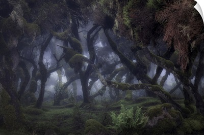 Harenna Forest In Bale Mountains National Park, Ethiopia