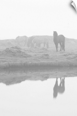 Herd of horses in the mist, Iceland