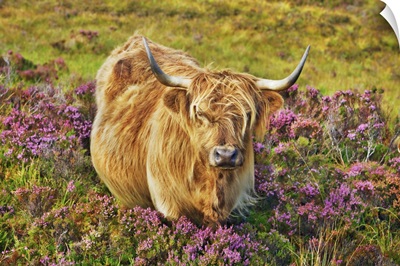 Highland Cattle In Heather, United Kingdom, Scotland, Skye, Strath, Glamaig, Hebrides