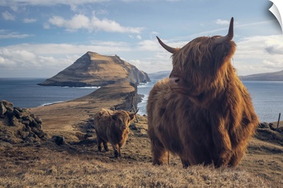 Highland Cattle In Koltur Island, Faroe Islands