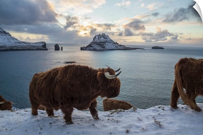 Highland Cow On The Island Of Vagar, Faroe Islands