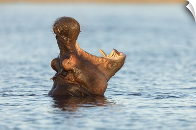 Hippopotamas (Hippopotamus Amphibius), Chobe River, Botswana, Africa