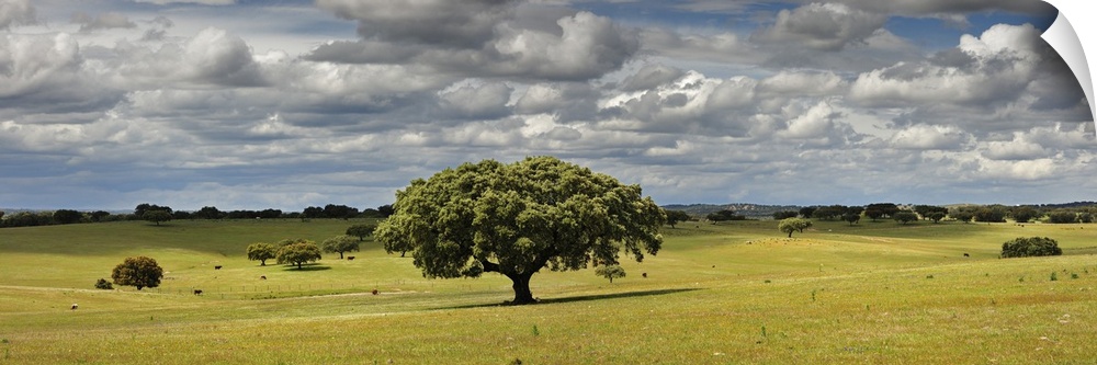 Holm oaks in the vast plains of Alentejo. Portugal