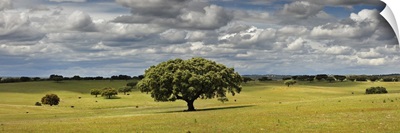 Holm oaks in the vast plains of Alentejo, Portugal