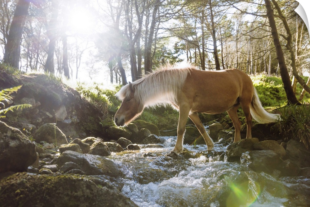 A Faroese horse crossing a river in a wood in the village of Trongisvagur. Island of Suduroy. Faroe Islands.
