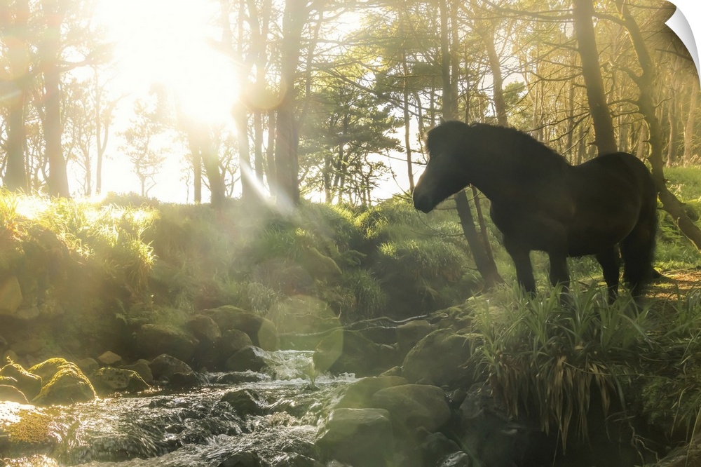 A Faroese horse standing in front of a river in a wood in the village of Trongisvagur. Island of Suduroy. Faroe Islands.