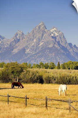 Horses and Teton Mountain Range, Grand Teton National Park, Wyoming