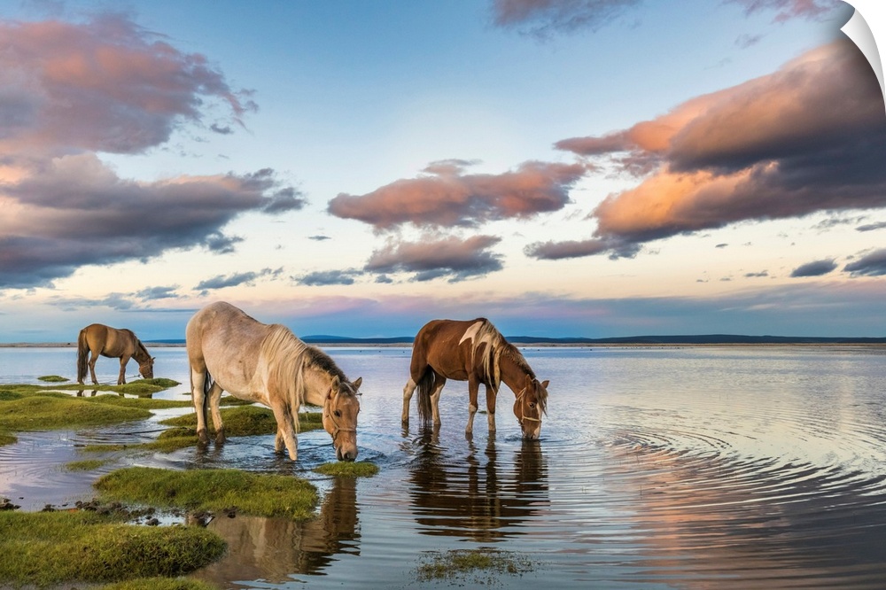 Horses Grazing And Drinking Water From Hovsgol Lake At Sunset. Hovsgol Province, Mongolia