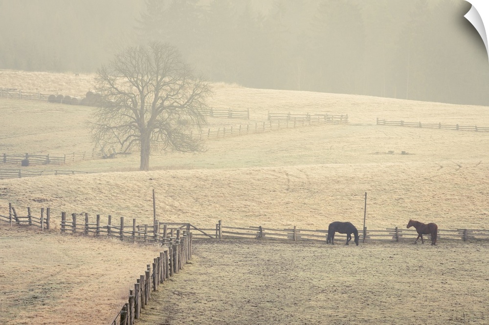 Horses grazing on a pasture on foggy morning, Vysoka Lipa, Jetrichovice, Okres Decin, Ustecky kraj Province, Bohemian Swit...
